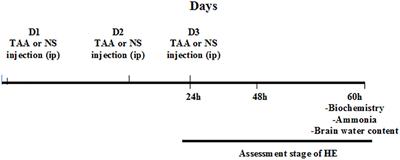 Astrocytes profiling in acute hepatic encephalopathy: Possible enrolling of glial fibrillary acidic protein, tumor necrosis factor-alpha, inwardly rectifying potassium channel (Kir 4.1) and aquaporin-4 in rat cerebral cortex